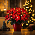 Poinsettia rubinie strălucitoare — imagine 1