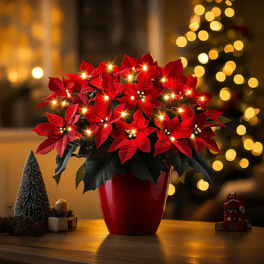 Poinsettia rubinie strălucitoare — imagine 1