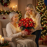 Poinsettia rubinie strălucitoare — imagine 2